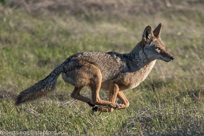 coyote running